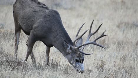 male mule deer buck grazing in rocky mountain national park field