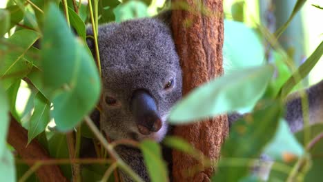 extreme close up shot capturing the cute face of a day dreaming koala, phascolarctos cinereus in between the fork of the tree in daytime surrounded by abundance of fresh eucalyptus leaves