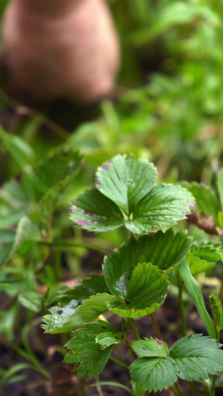 Woman removes weeds from the garden. Hand of a gardener pulls weeds out of the soil in the garden in spring. Rural works. Vertical video