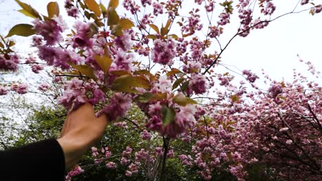 Primer-Plano-De-La-Mano-Del-Hombre-Tocando-La-Rama-Con-El-árbol-De-Flores-De-Cerezo-Rosa