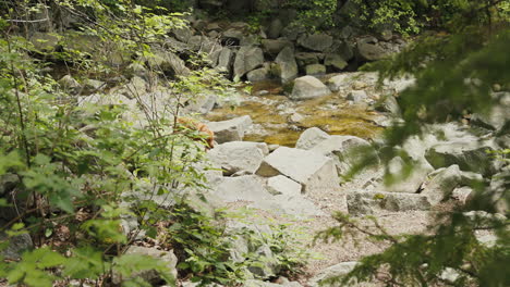 Golden-Retriever-welpe,-Der-Um-Einen-Kleinen-Flussbach-Erkundet