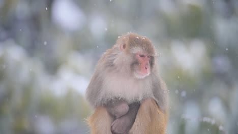 rhesus macaque sitting on tree in snowfall