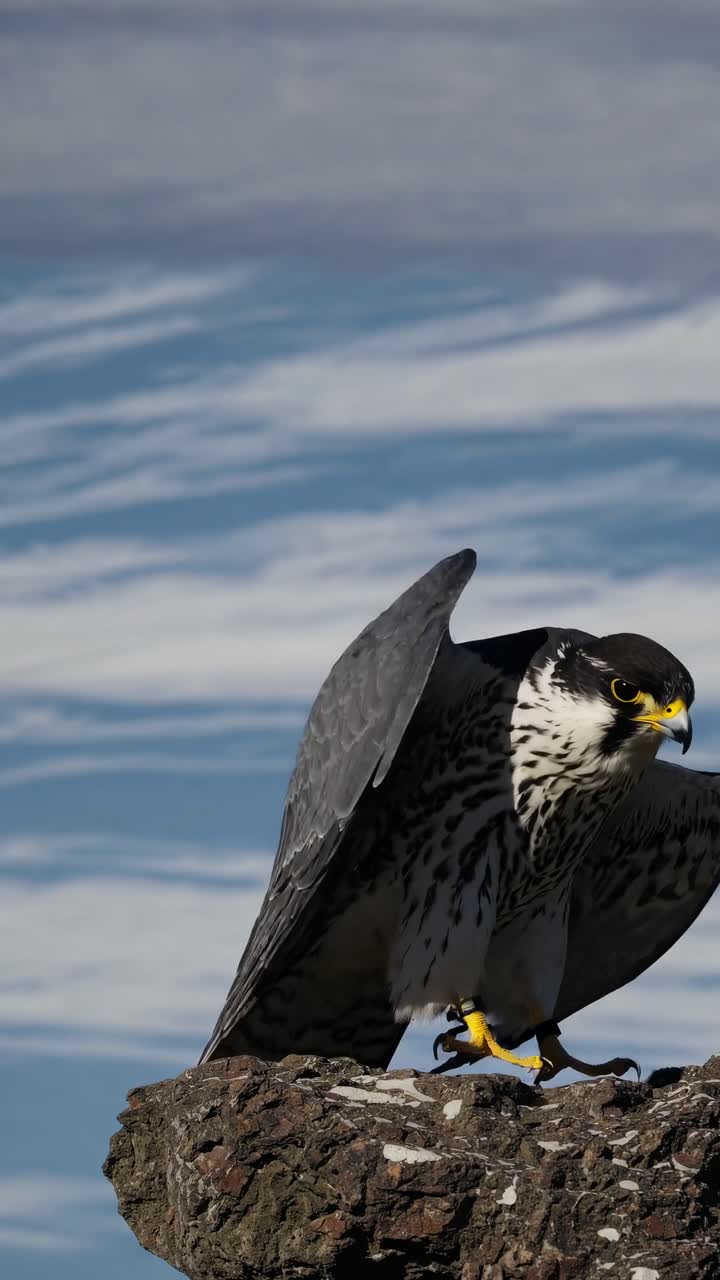 Close-up video of a peregrine falcon perched on a rock, captured from a low angle