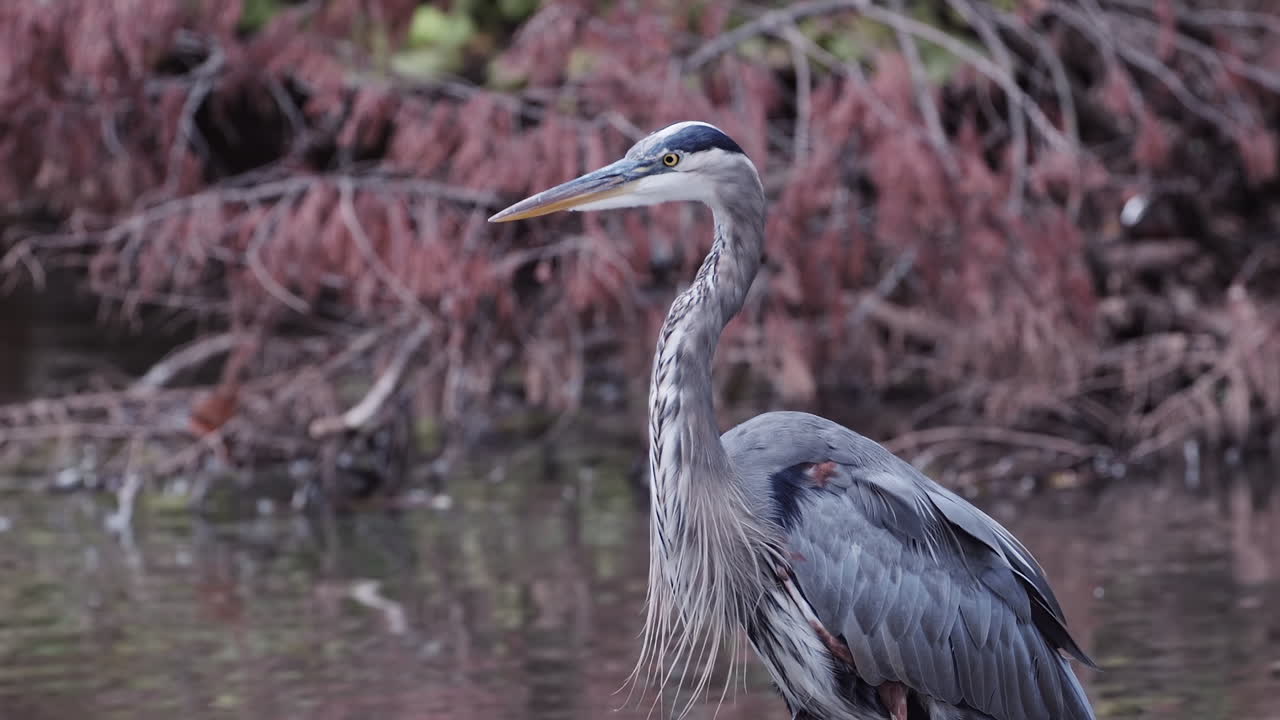 серая цапля в ручье в городском парке
