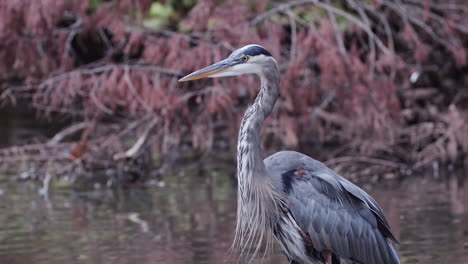 grey heron in a stream at a city park