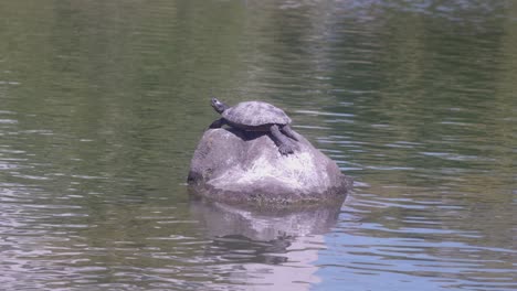 Nahaufnahme-Einer-Schildkröte,-Die-An-Einem-Sonnigen-Tag-Auf-Einem-Felsen,-Umgeben-Von-Ruhigem-Seewasser-In-Tokio,-Japan,-Ein-Sonnenbad-Nimmt---Teleaufnahme