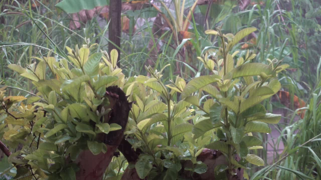 rain water is falling down closeup view