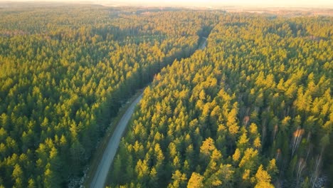 Antena-En-Movimiento-Hacia-Adelante-Que-Muestra-Una-Carretera-Vacía-En-Medio-De-Un-Denso-Bosque-Verde-Durante-El-Sol-De-La-Mañana