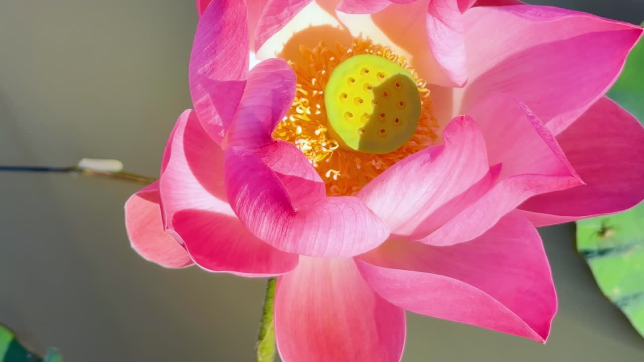Detailed view of a pink lotus flower with vivid petals and a prominent seed pod.