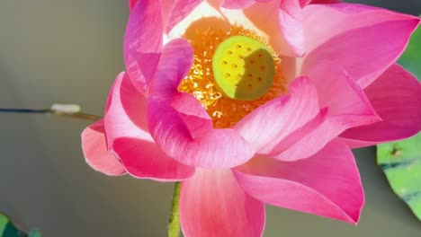 detailed view of a pink lotus flower with vivid petals and a prominent seed pod.
