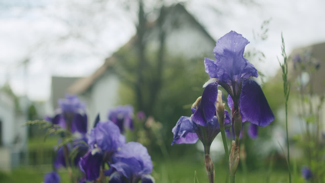 primer plano de flores de lirio azul ligeramente cortadas que crecen en un típico jardín alemán