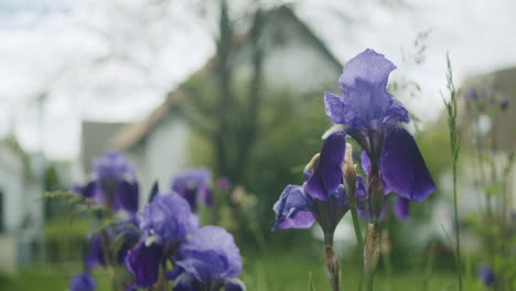 Close-up-shot-of-slightly-bladed-blue-lily-flowers-growing-in-a-typical-German-garden