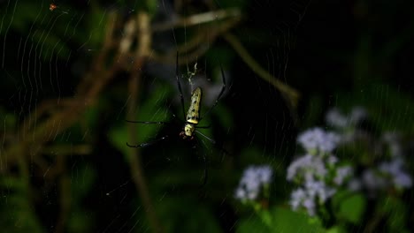 Giant-Wood-Spider,-Nephila,-Kaeng-Krachan-National-Park,-Thailand