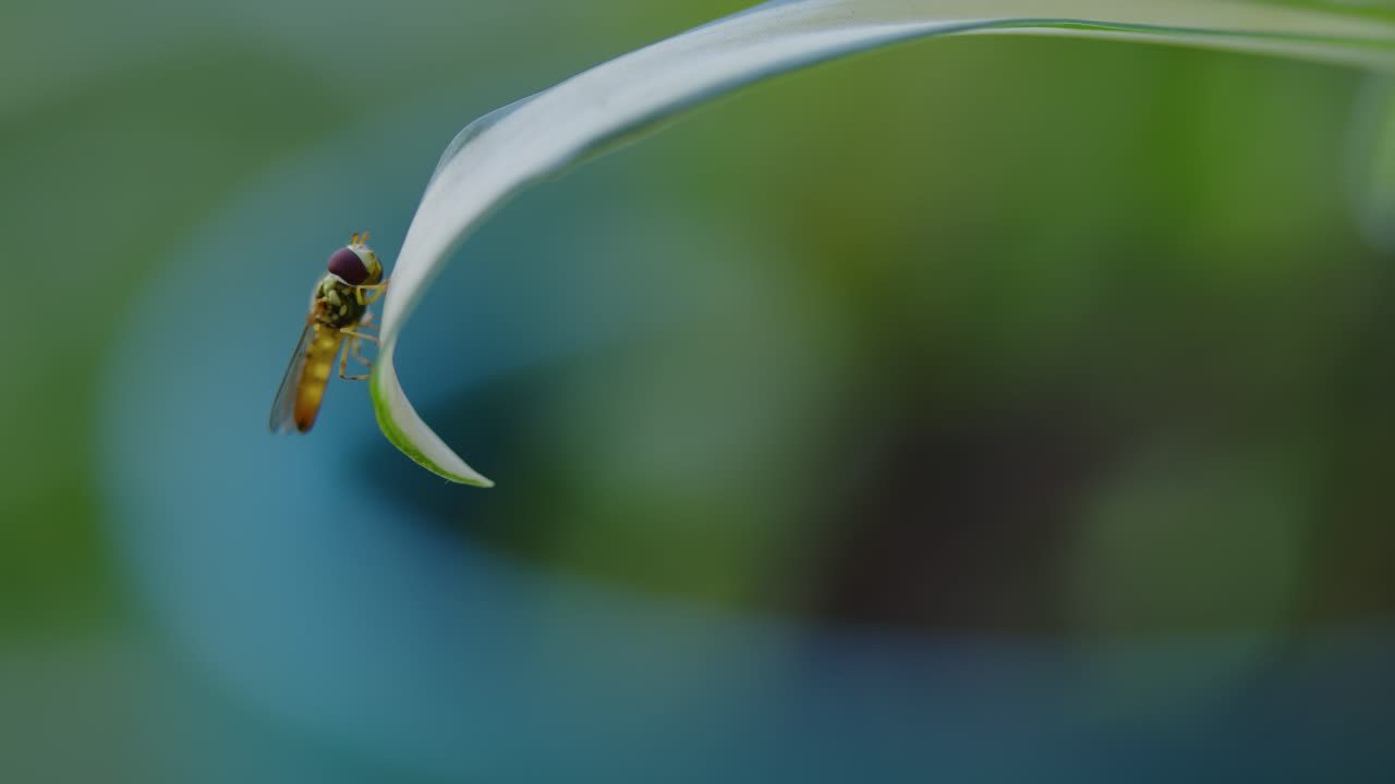 A close-up macro shot of a hoverfly perched on the edge of a green leaf