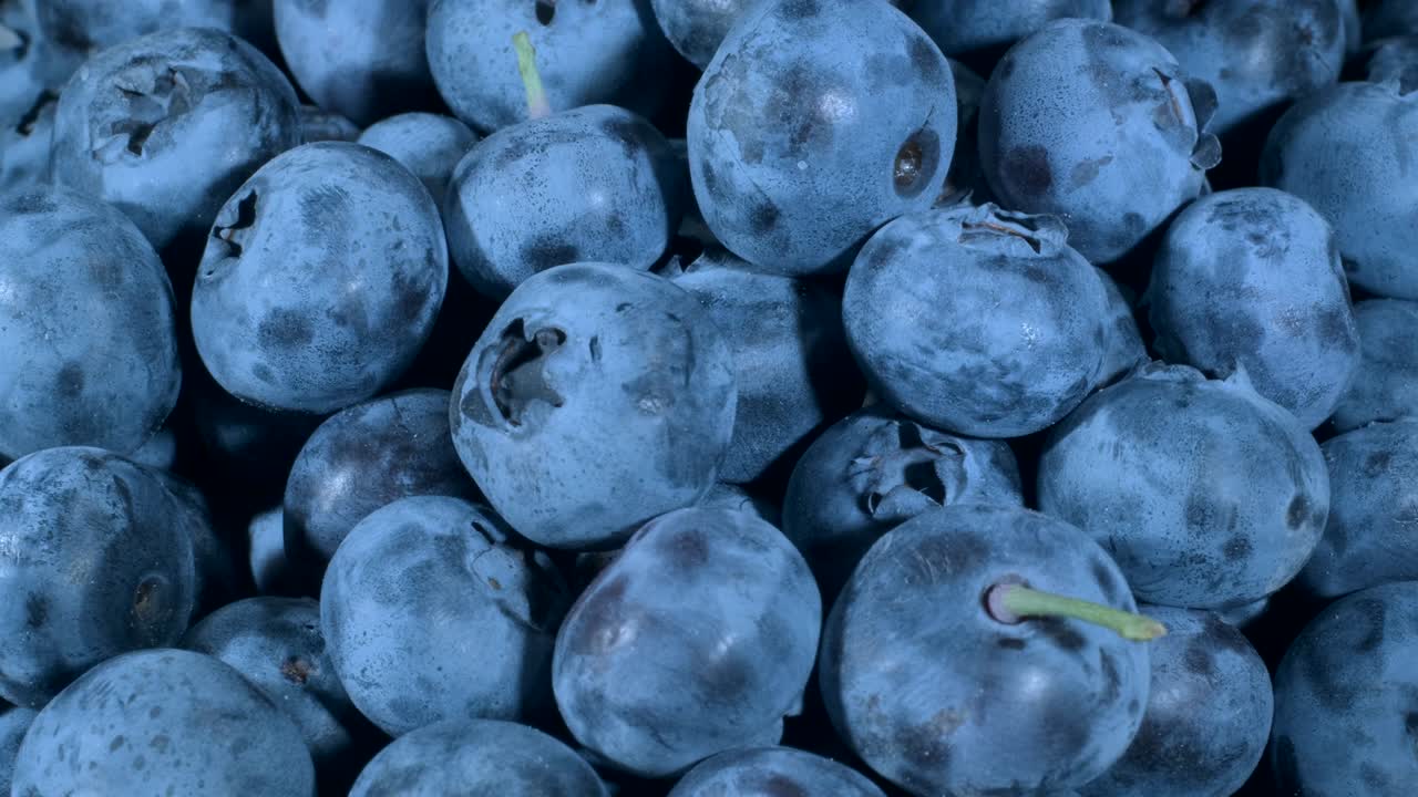 블루베리의 세부 사항: 블루베리 매크로 회전, 클로즈업, 카메라 회전 360도, 보그 빌베리, 보그블루베리, 북부 빌베리 또는 서부 블루버리 (vaccinium uliginosum)