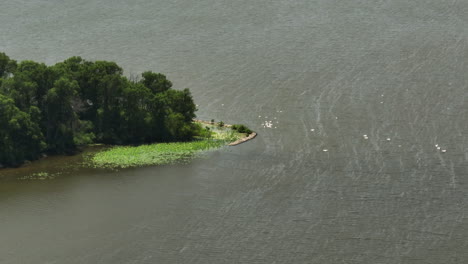 sea birds at trempealeau national wildlife refuge in wisconsin, united states