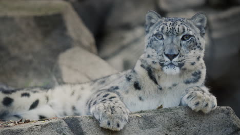 portrait of a formidable snow leopard.