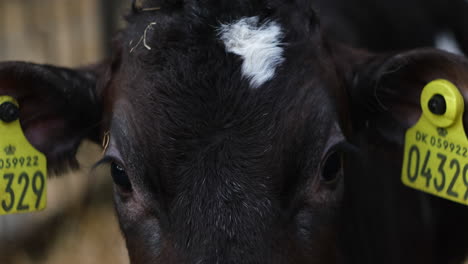 vacas con crotal en la oreja dentro del granero. agricultura danesa