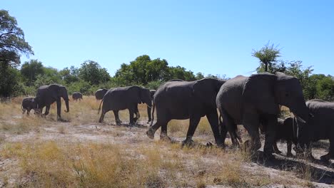 Ein-Elefant-Tritt-Aus-Der-Vorbeigehenden-Herde-Heraus,-Um-Das-Safarifahrzeug-Herauszufordern