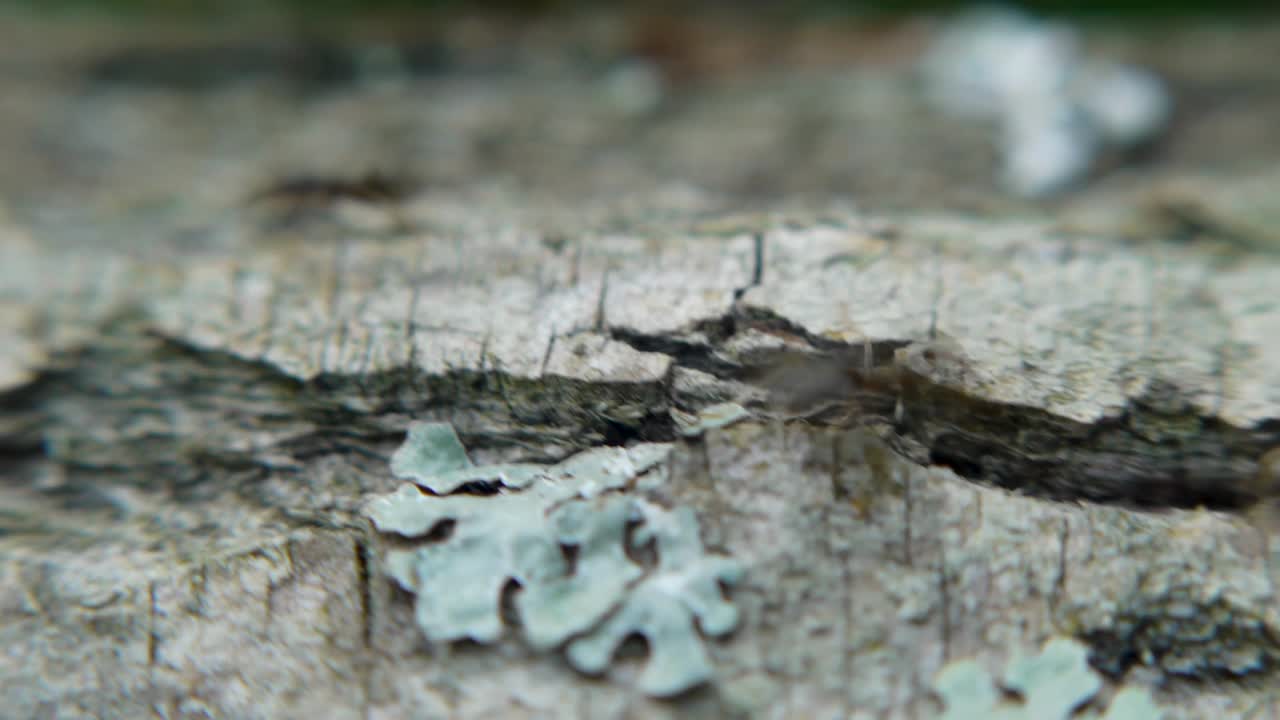 리이 있는 나무 질의 클로즈업