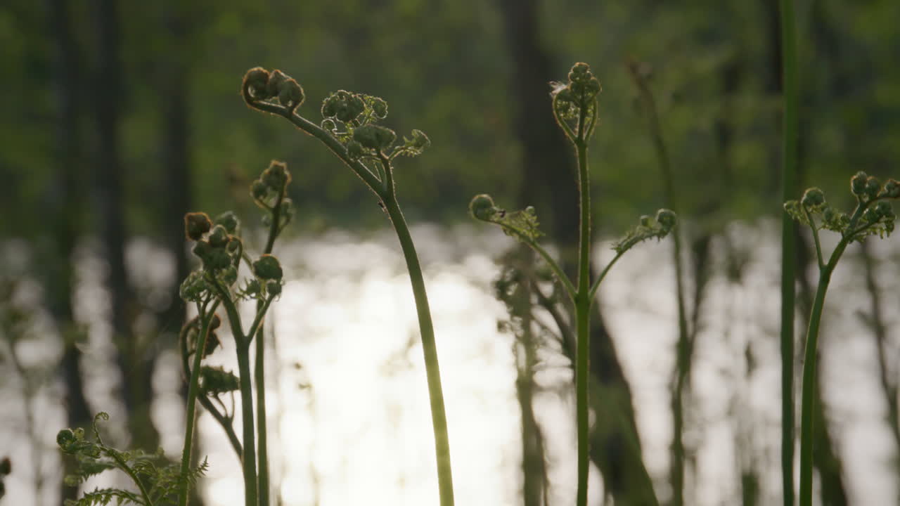 Close-up of young fern plants unfurling in soft backlight near a reflective water surface, with defocused forest trees in the background, evoking themes of springtime growth.