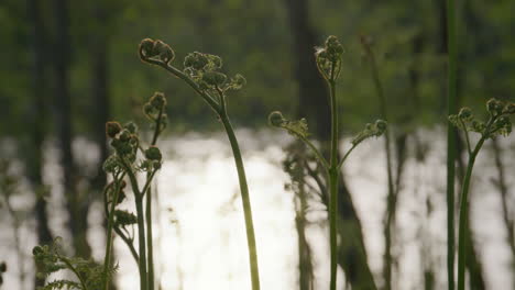 close-up of young fern plants unfurling in soft backlight near a reflective water surface, with defocused forest trees in the background, evoking themes of springtime growth.