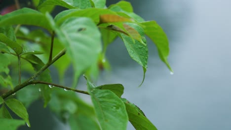 Gotas-De-Rocío-De-La-Niebla-De-La-Mañana-En-Una-Hoja