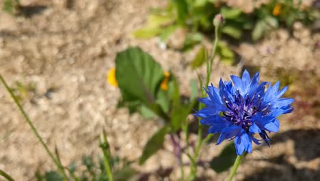 una llamativa flor azul que crece sola desde la tierra seca, de cerca