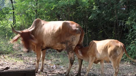 cows and calves moving and bonding in nature