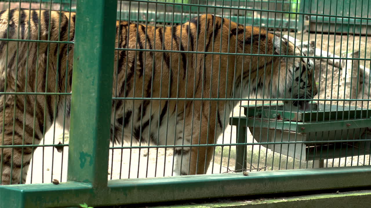 tigre bebiendo agua del tazón detrás de la cerca de alambre en el zoológico