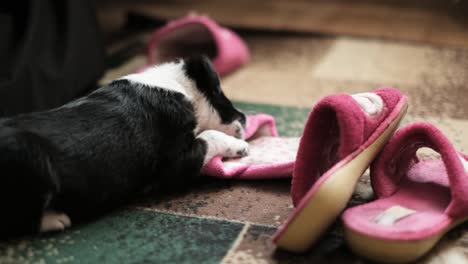 puppy playing with pink slippers