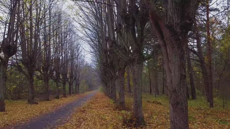 Estableciendo-Una-Vista-Del-Callejón-Del-árbol-De-Tilo-De-Otoño,-árboles-Sin-Hojas,-Camino-Vacío,-Hojas-Amarillas-De-Un-árbol-De-Tilo-En-El-Suelo,-Escena-Idílica-De-La-Naturaleza-De-La-Caída-De-La-Hoja,-Amplio-Tiro-De-Carro-De-Drones-Moviéndose-A-La-Izquierda