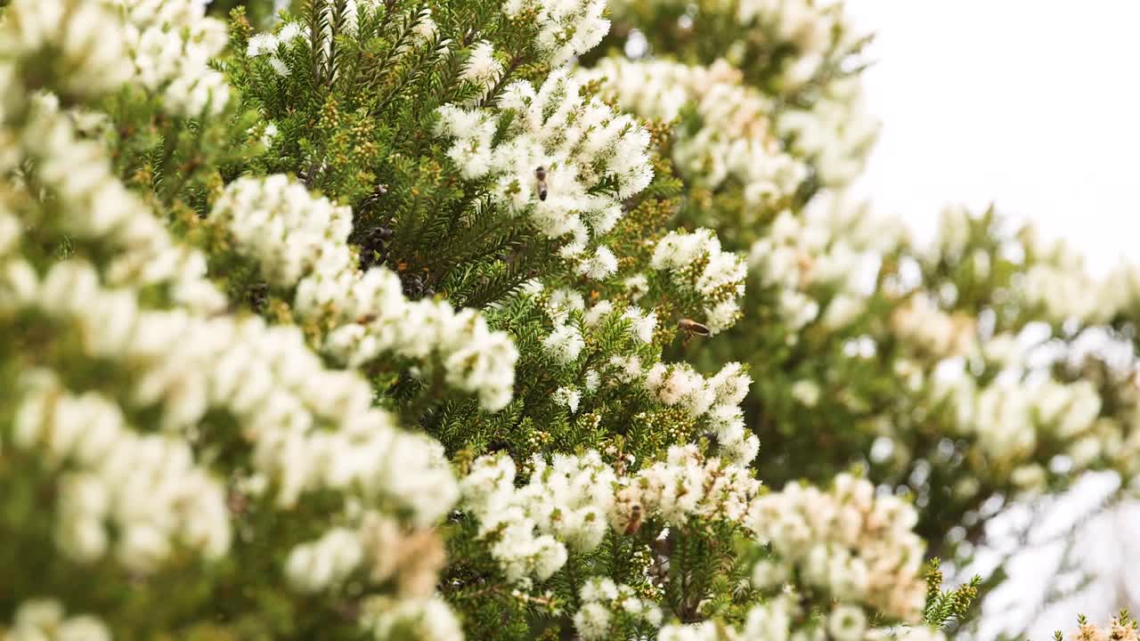 Close-up of bees pollinating Erica vagans flowers in natural light. Captured along Great Ocean Road, showcasing vibrant flora and dynamic movement