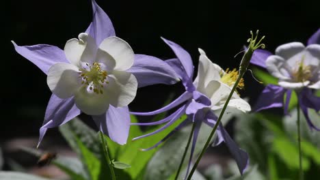 columbine light blue flowers in warm sunshine and a gentle breeze, close up