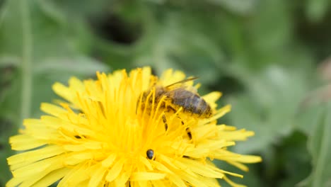 Makroaufnahme-Einer-Biene,-Die-Neben-Einigen-Kleinen-Käfern-Nektar-Aus-Einem-Löwenzahn-Saugt