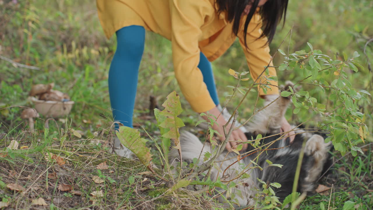 Camping forest scene white woman kneels to cautiously reach for resting black and white dog near campsite, yellow jacket, blue leggings, soft morning light, tentative petting, gentle connection