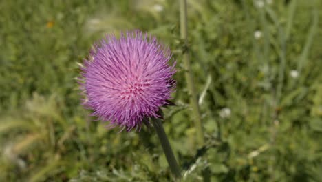 Flores-De-Color-Púrpura-En-Un-Campo