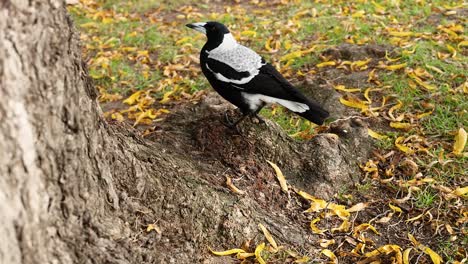 la urraca explorando el suelo cerca de los árboles y las hojas
