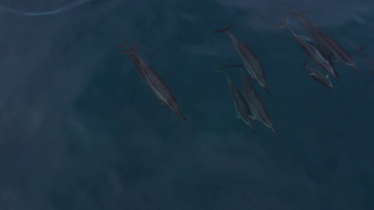 grupo de delfines giradores nadando en el océano pacífico en makua, oahu, hawaii