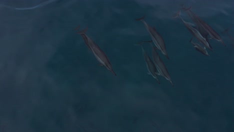 grupo de delfines giradores nadando en el océano pacífico en makua, oahu, hawaii