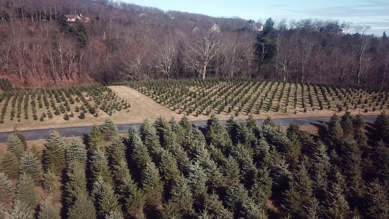 Aerial, Christmas Tree Farm, Watauga County NC in 4k