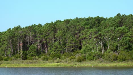 Garcetas-En-Las-Marismas-Del-Parque-Estatal-Huntington-Beach-En-Carolina-Del-Sur-Volando-Desde-El-Pantano-Hasta-Los-Pinos-Cercanos