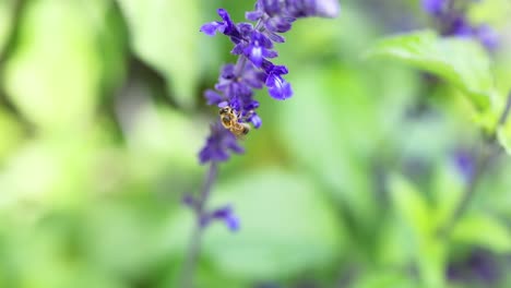 la abeja interactuando con la flor de la salvia farinacea