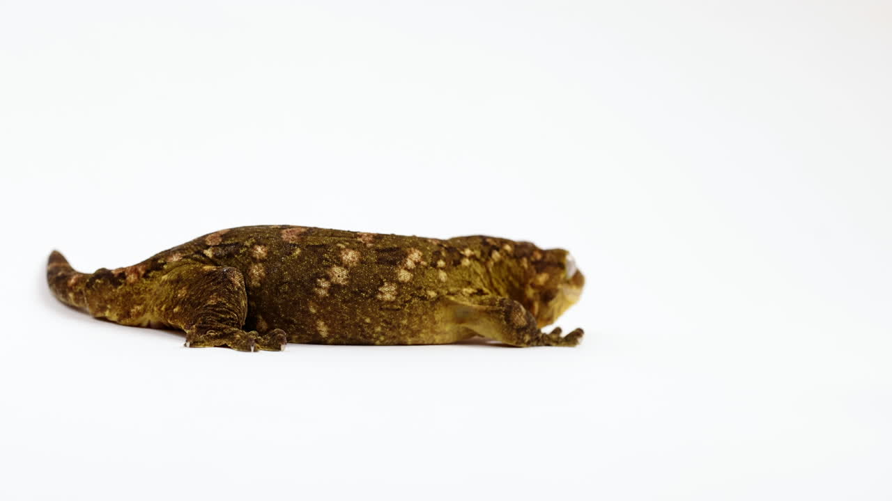 tokay gecko는 천천히 카메라에서 멀어집니다 - 흰색 배경에 격리됨