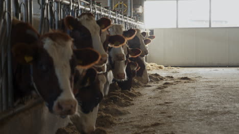 a row of cows looking directly into the camera