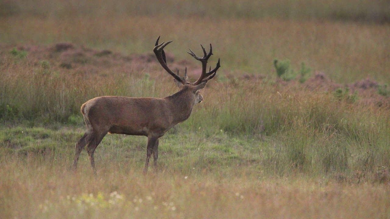 la temporada de rotación en hoge veluwe como el ciervo rojo huele el aire para un compañero