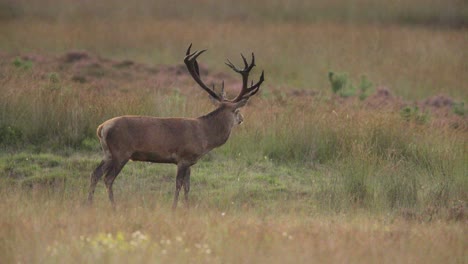 rutting season in hoge veluwe as red deer stag smells air for a mate