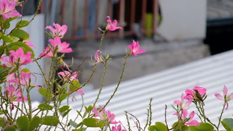 A-beautiful-Thailand-hummingbird-jumping-from-one-pink-Hibiscus-flower-to-another,-feeding-on-nectar---close-up