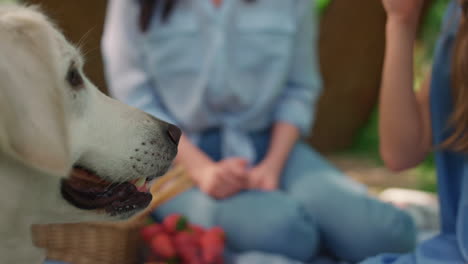 hermoso labrador besando a una chica linda en un picnic. amor del perro niño sonriente de cerca.