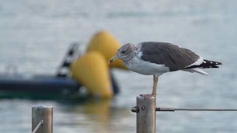 Möwe-Auf-Einem-Pfosten,-Der-Sich-Zum-Abheben-Vorbereitet